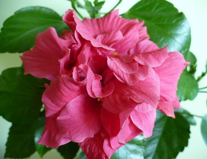 P1450232