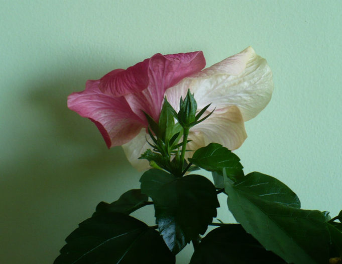P1450223 - hibiscusi 2013