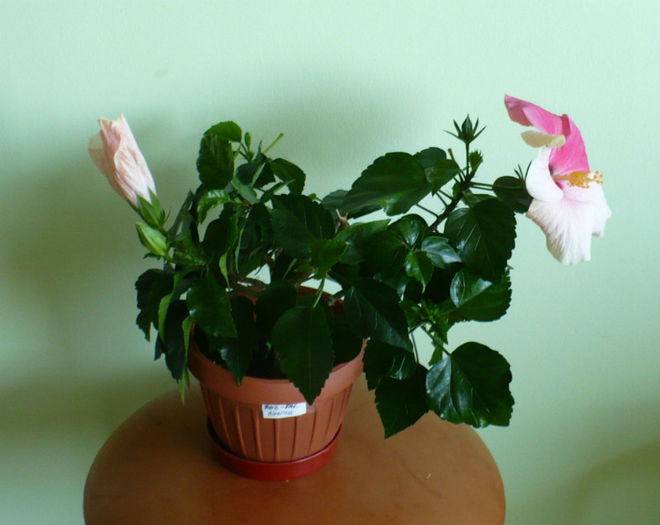 P1450224 - hibiscusi 2013
