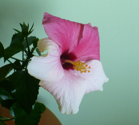 P1450225 - hibiscusi 2013