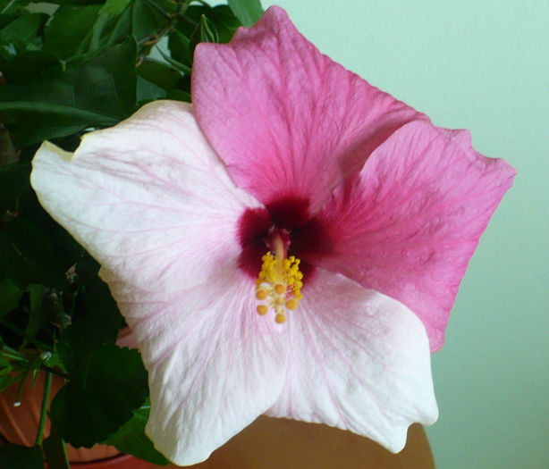 P1450226 - hibiscusi 2013