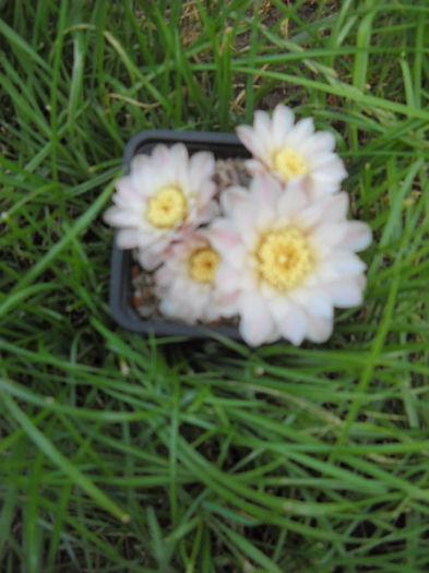 Gymnocalycium - CActusi -2013-2014