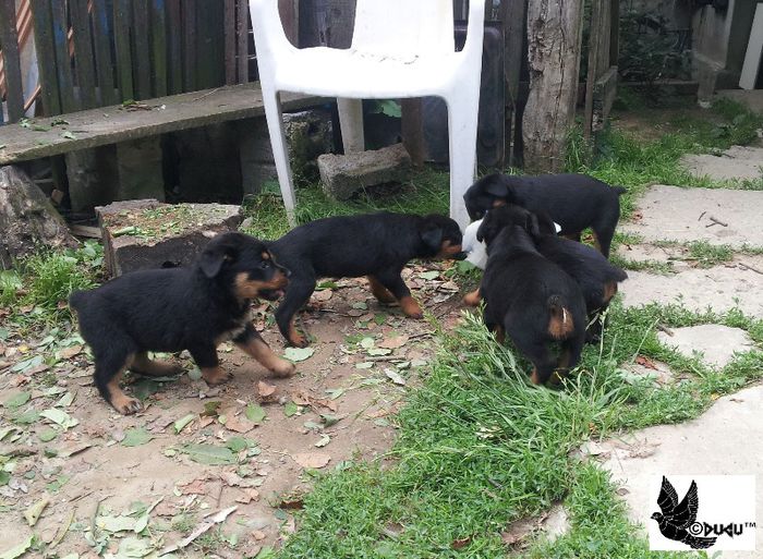 17 iunie 6 - rottweiler de vanzare transport gratuit