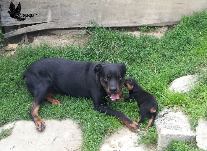 17 iunie 46 - rottweiler de vanzare transport gratuit