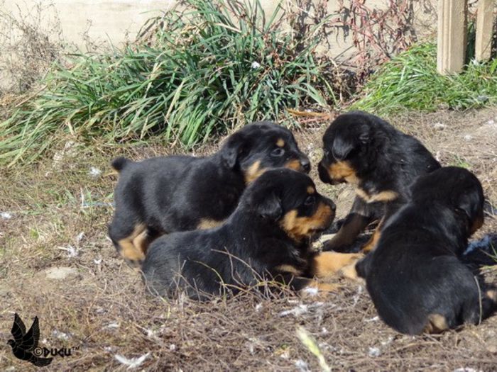 1199 cel mai bunicelo - rottweiler de vanzare transport gratuit