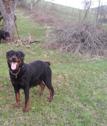 1111111bella 134 - rottweiler de vanzare transport gratuit