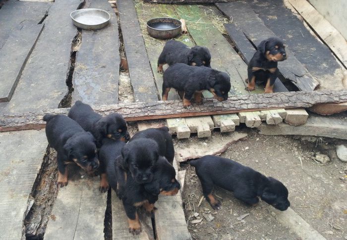 20130601_145301 - rottweiler de vanzare transport gratuit