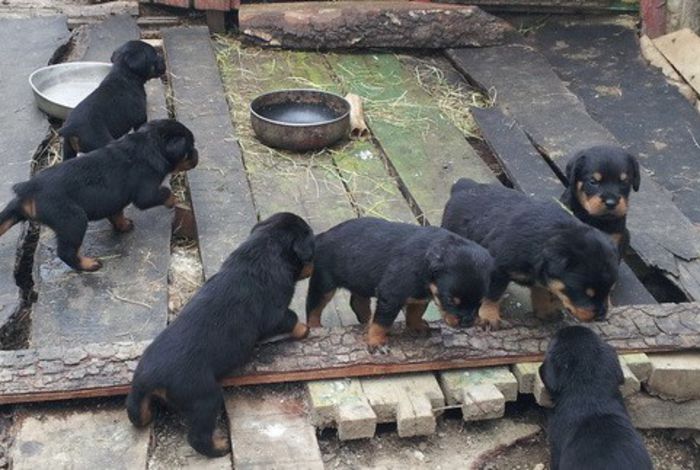 020130601_145309 - rottweiler de vanzare transport gratuit