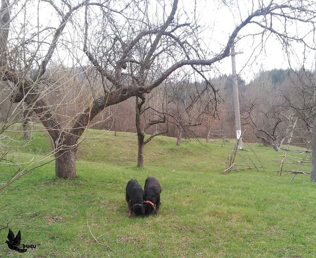 Bruno si bella  - rottweiler de vanzare transport gratuit