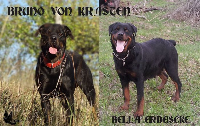 Bruno von Krasten Resize - rottweiler de vanzare transport gratuit