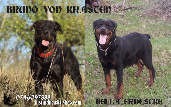 Bruno von Krasten SITE High Res - rottweiler de vanzare transport gratuit