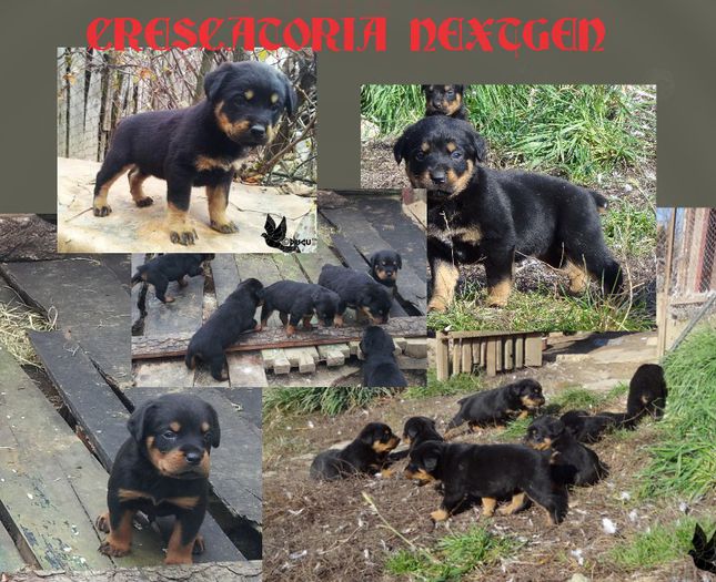 Cateii Von Krasten-1