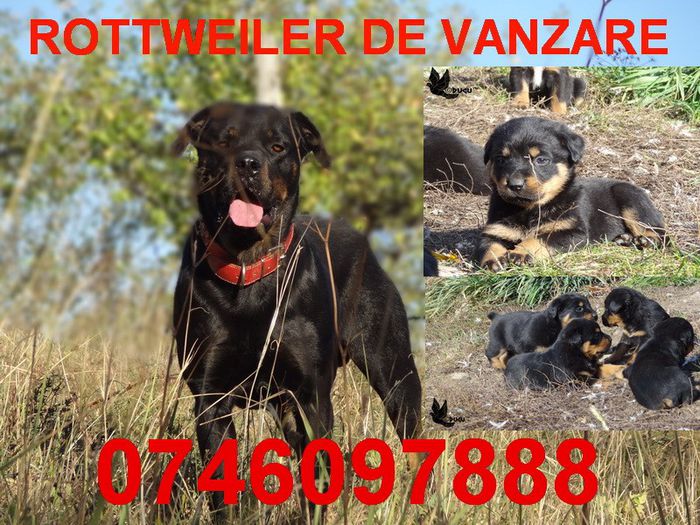 STICKER GEAM BRUNO V2