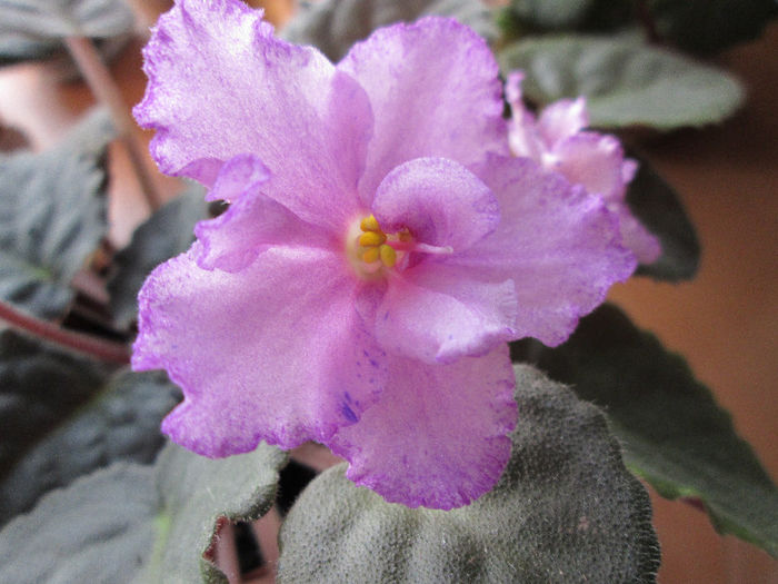 196 MELLOW MAGIC - Violete