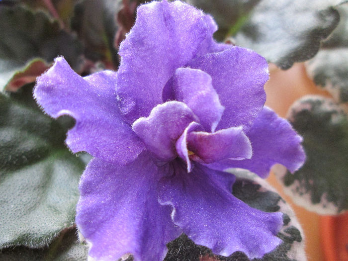 197 IAN TORNADO - Violete