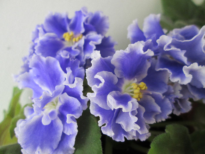 199 GOLUBOY TUMAN - Violete