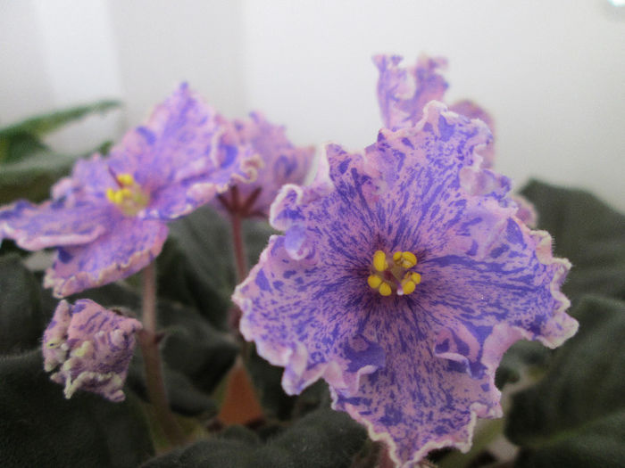 202 VICTORIAN FLIRT - Violete