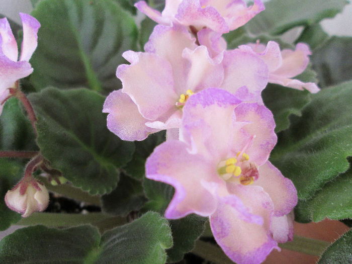 203 HAWAIAN PEARL - Violete