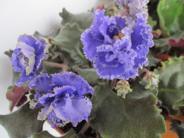 226 - Violete