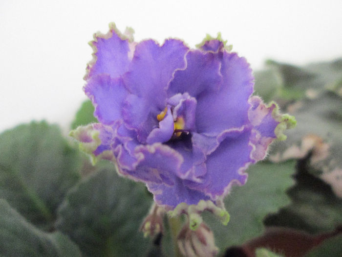 227 - Violete
