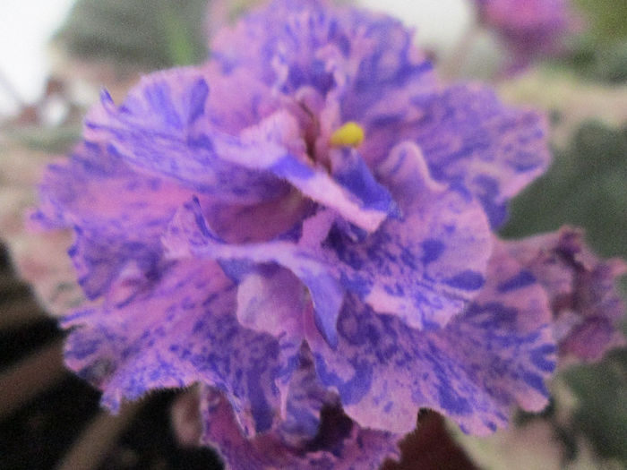 228 - Violete