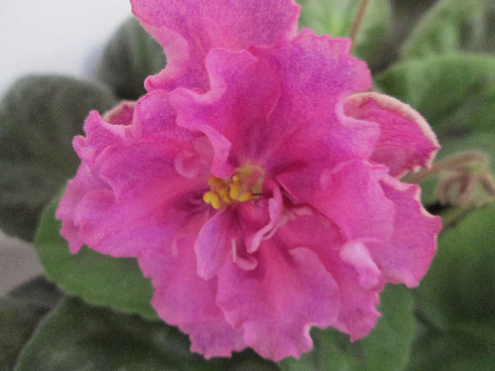 232 - Violete