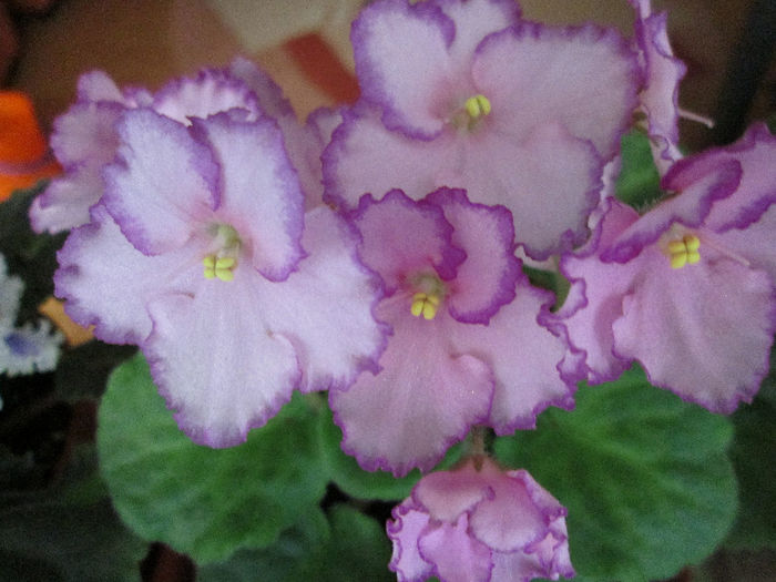 235 LUMINESCENE - Violete