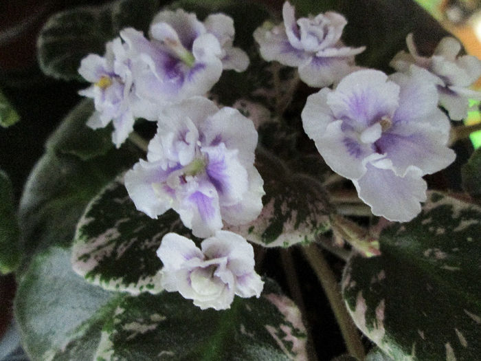 236 - Violete