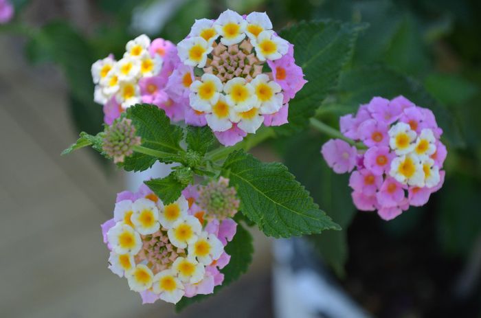 DSC_0836 - 1Lantana 2013