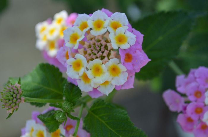 DSC_0839 - 1Lantana 2013