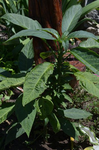 DSC_0852 - 1Datura si brugmansia