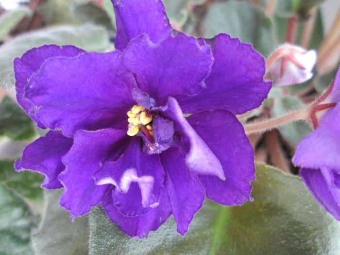 274 - Violete