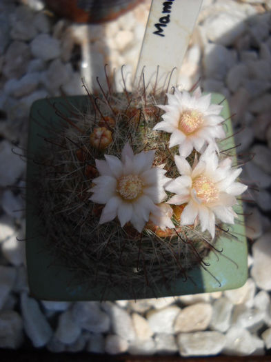 Mamillaria-21 iunie - CActusi -2013-2014