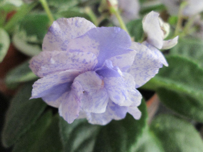 347 Neznaika - Violete