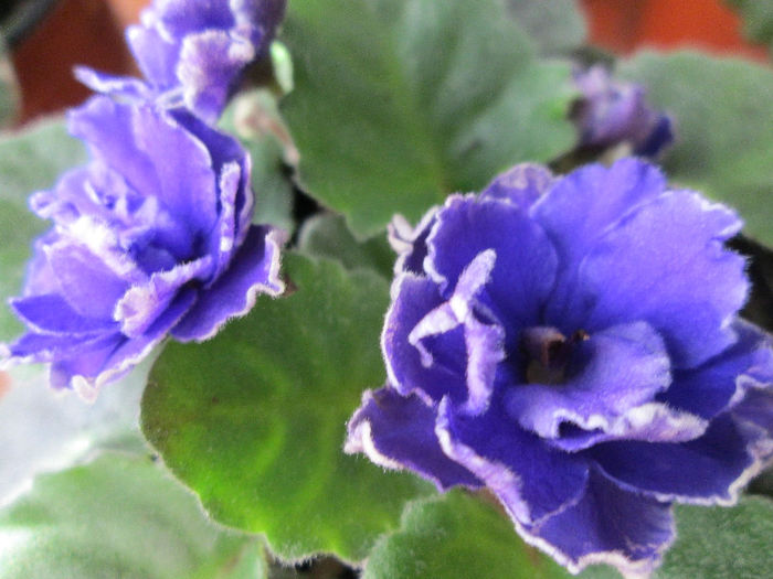 352 PETITCOAT PROMENADE - Violete