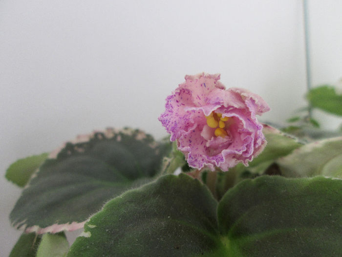 359 CHERY BOMB - Violete