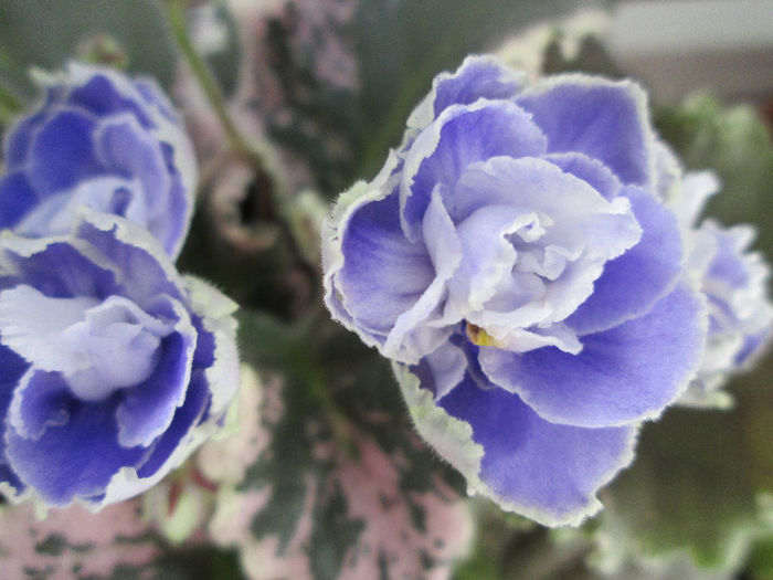 360 SANSOUCE COCO - Violete