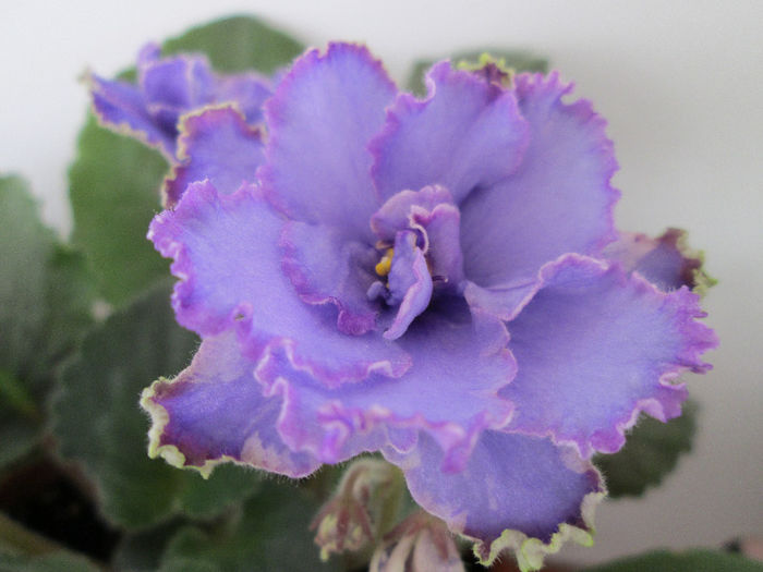 362 BLUE DRAGON - Violete