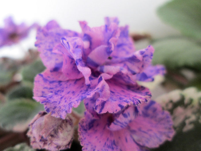 364 - Violete
