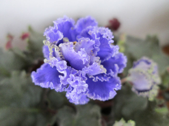 365 - Violete