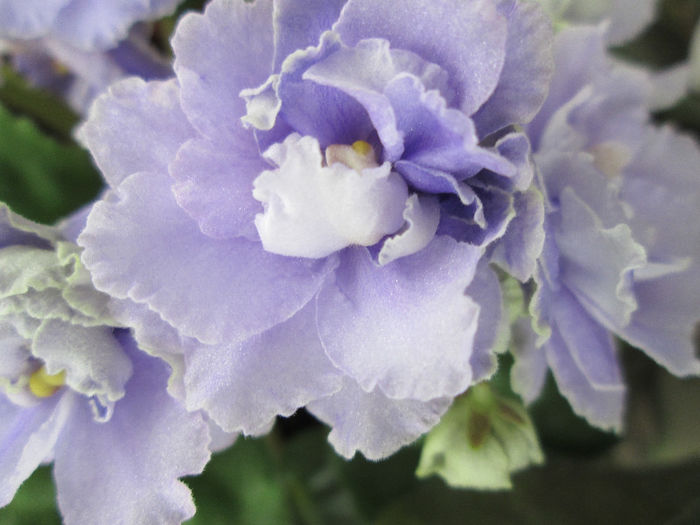 369 - Violete