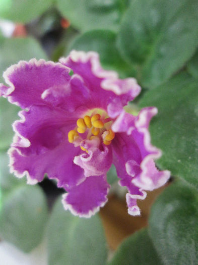 371 - Violete
