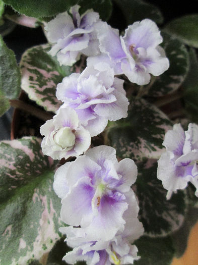 373 - Violete