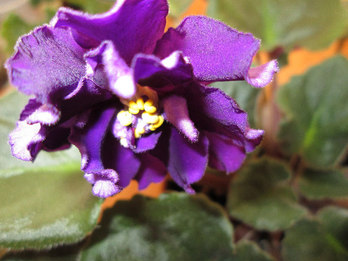 139 - Violete