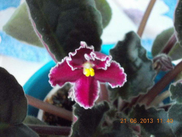 african violet "emergency" - violete