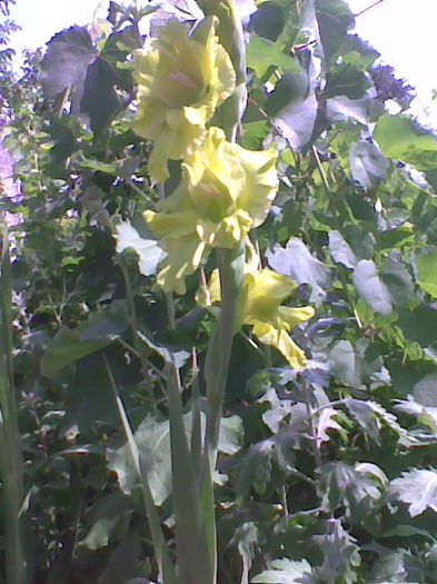 Imag0943 - Gladiole 2013