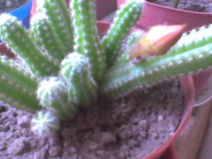 21 iunie - cactusi