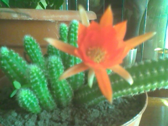 22 iunie 2013 - cactusi