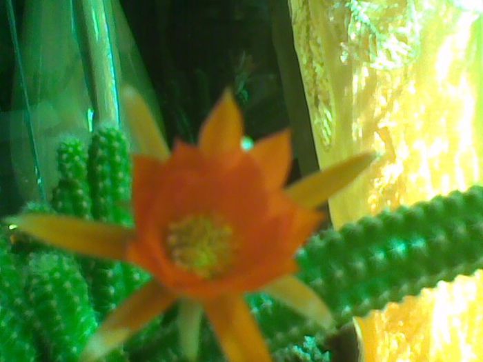 22 iunie 2013 - cactusi