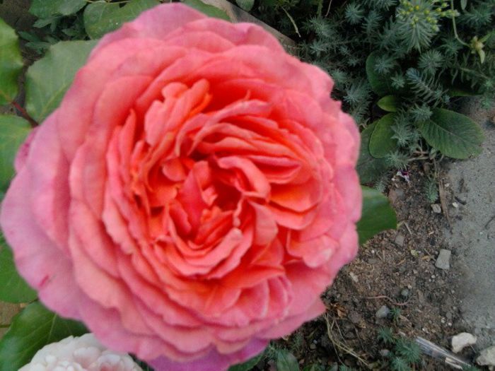 Fotografie2685 - albrecht durer